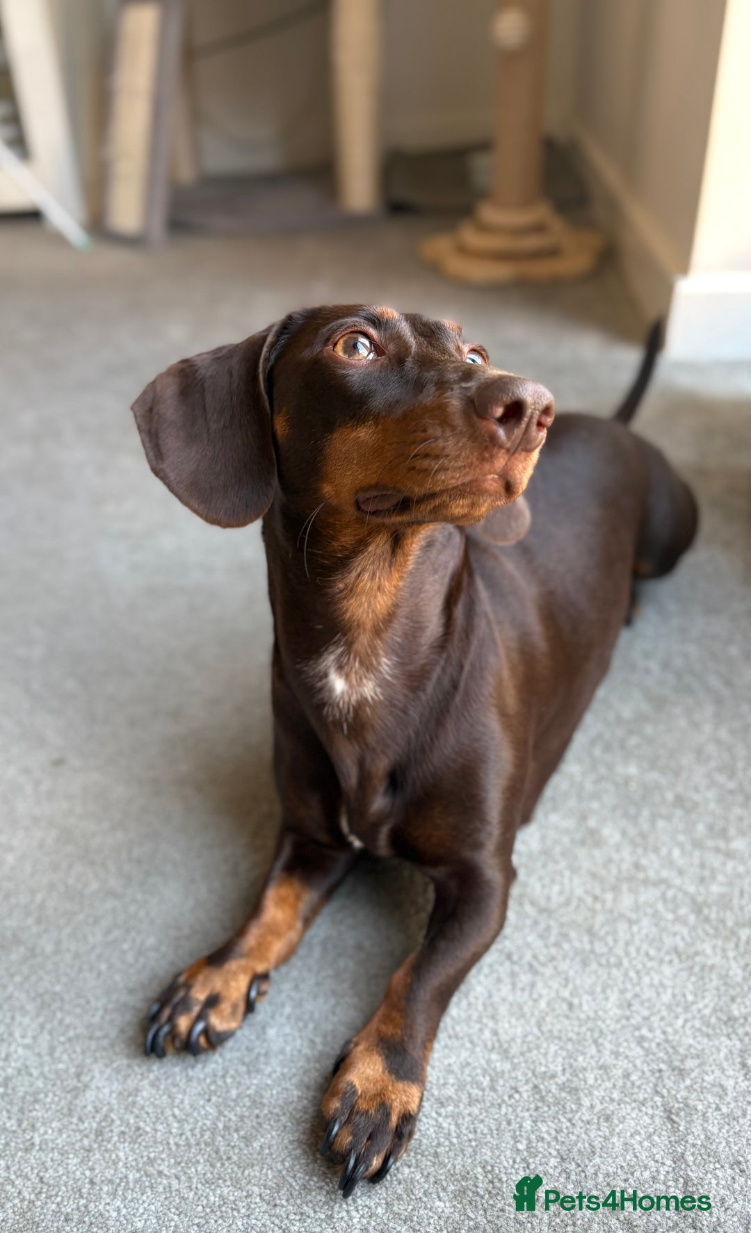 Miniature Dachshund dogs for sale: Loved Dachshund sadly ready for new chapter - Image 1