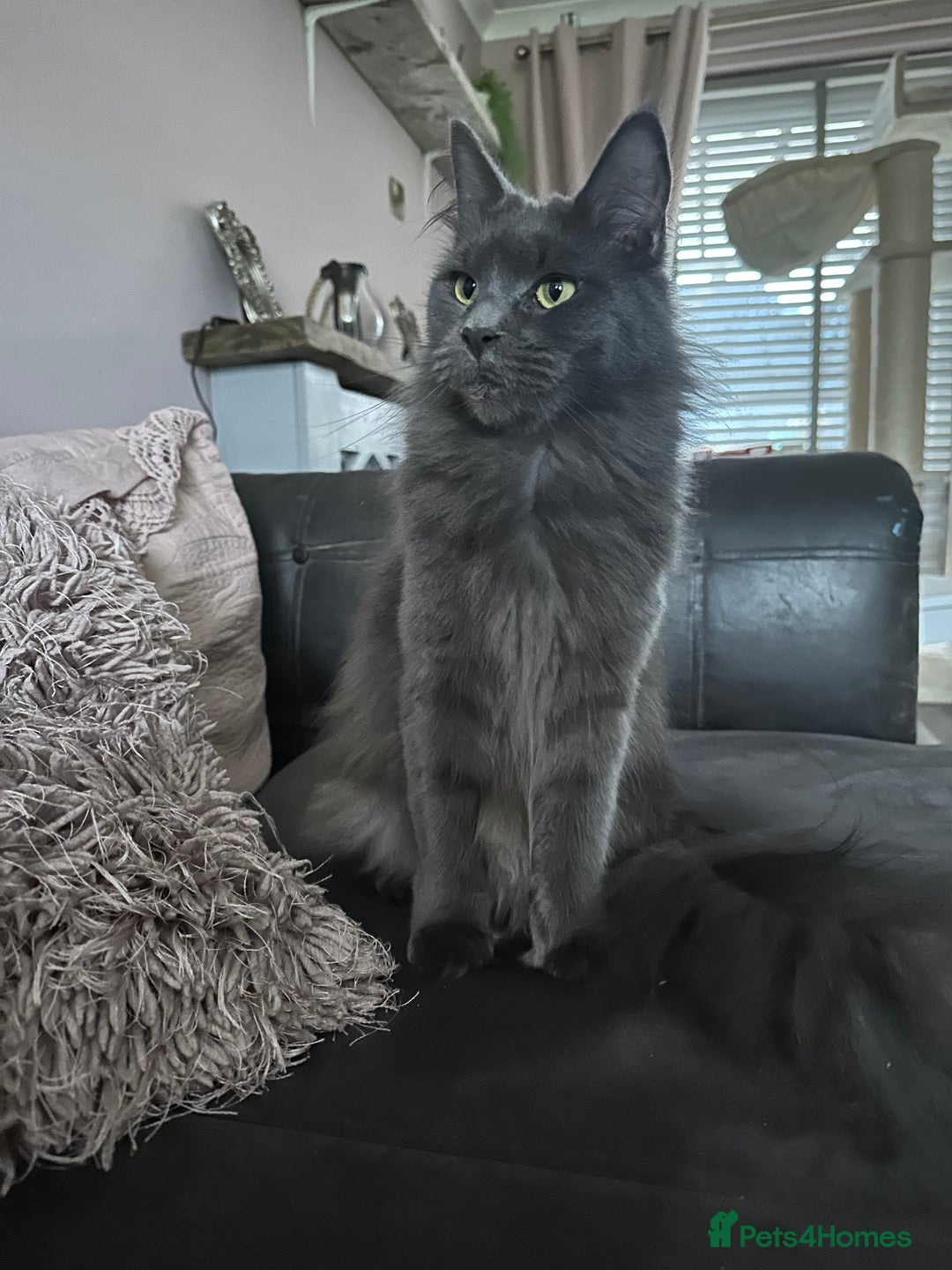 Maine Coon cats for sale: Blue Maine Coon Kittens – Active TICA Registered  - Advert 2