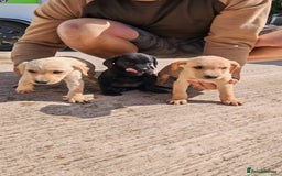 Labrador Retriever dogs for sale: Labradour Dog puppies  - Image 5