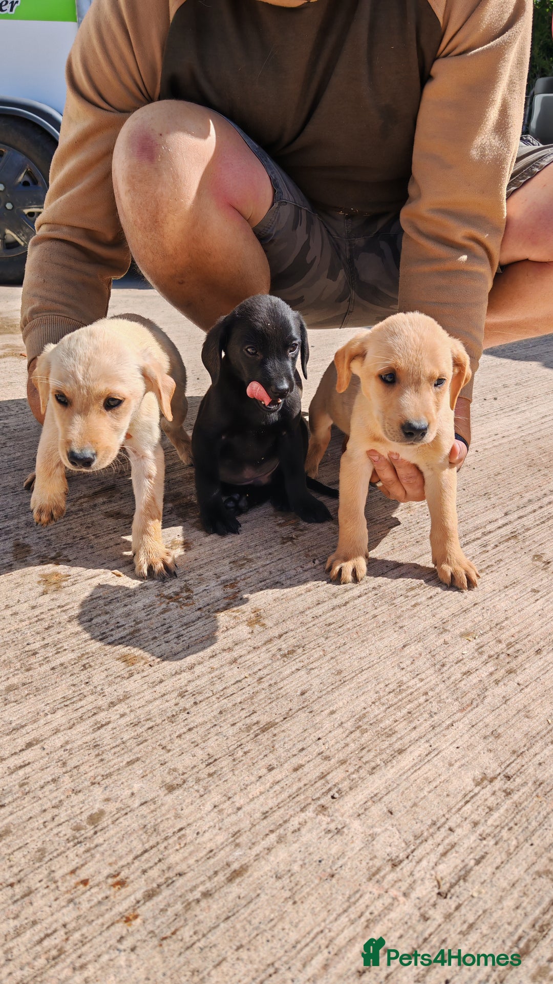 Labrador Retriever dogs for sale: Labradour Dog puppies  - Image 5