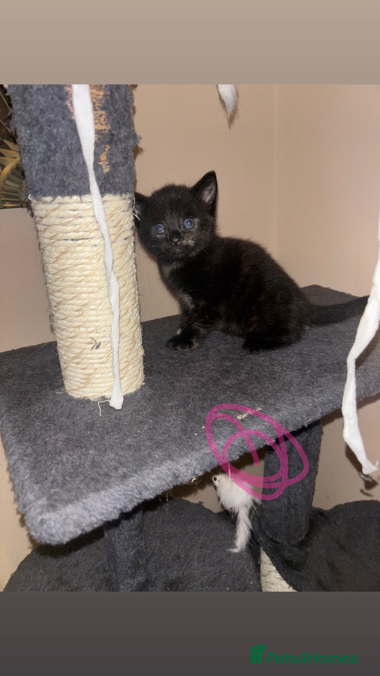 American Shorthair cats 13 week old female kitten🐱 - Advert 3