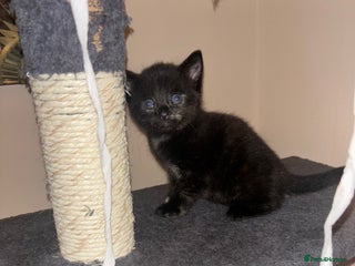 American Shorthair cats 13 week old female kitten🐱 - Advert 3