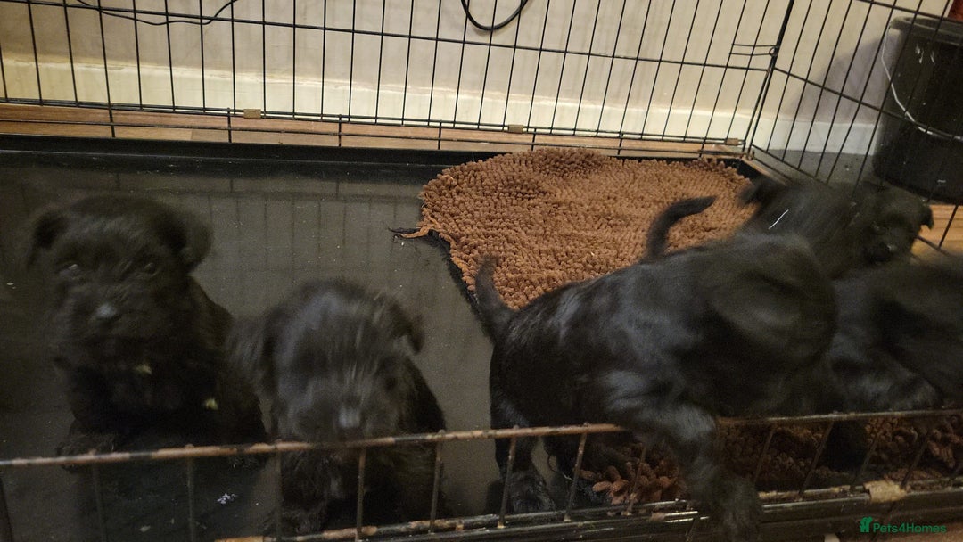Miniature Schnauzer dogs for sale: Kc mini schnauzers - Advert 2