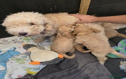 Cockapoo dogs for sale: Cockapoo - Image 5
