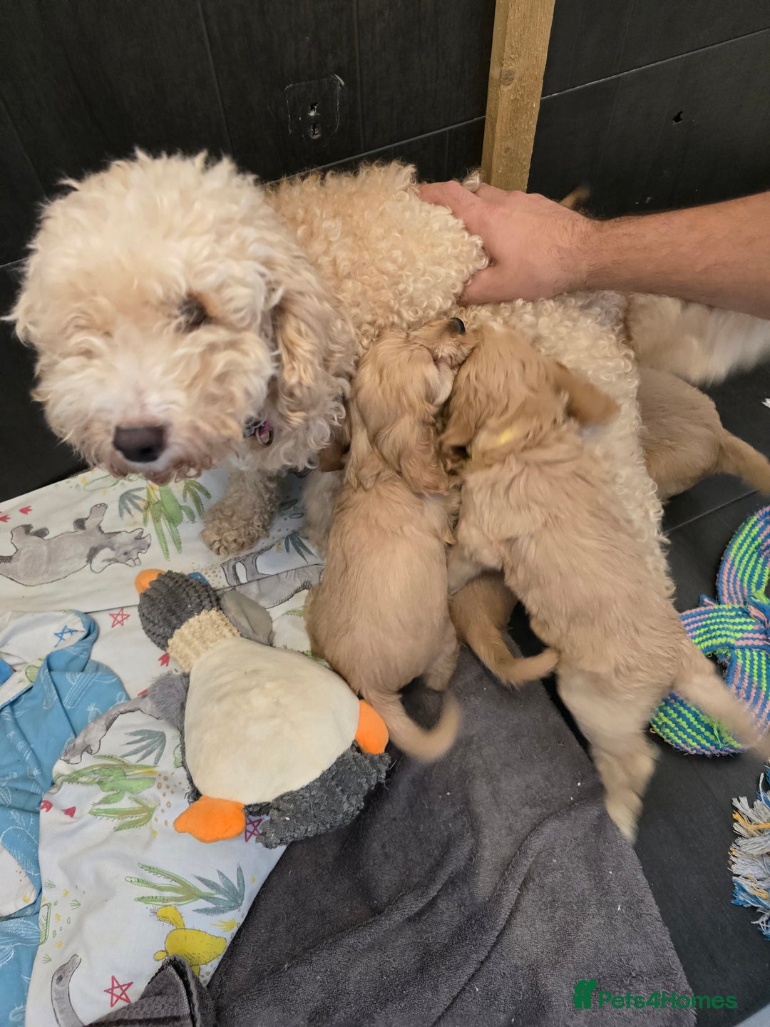 Cockapoo dogs for sale: Cockapoo - Image 5