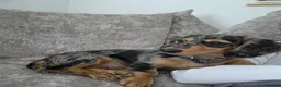Miniature Dachshund dogs for sale: Beautifully striking long haired silver dapple 🩷  - Advert 2