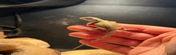 Bearded Dragon reptiles for sale: Trans Hypo Bearded Dragons - Advert 19