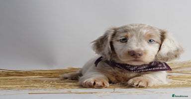 Miniature Dachshund dogs - Advert 7