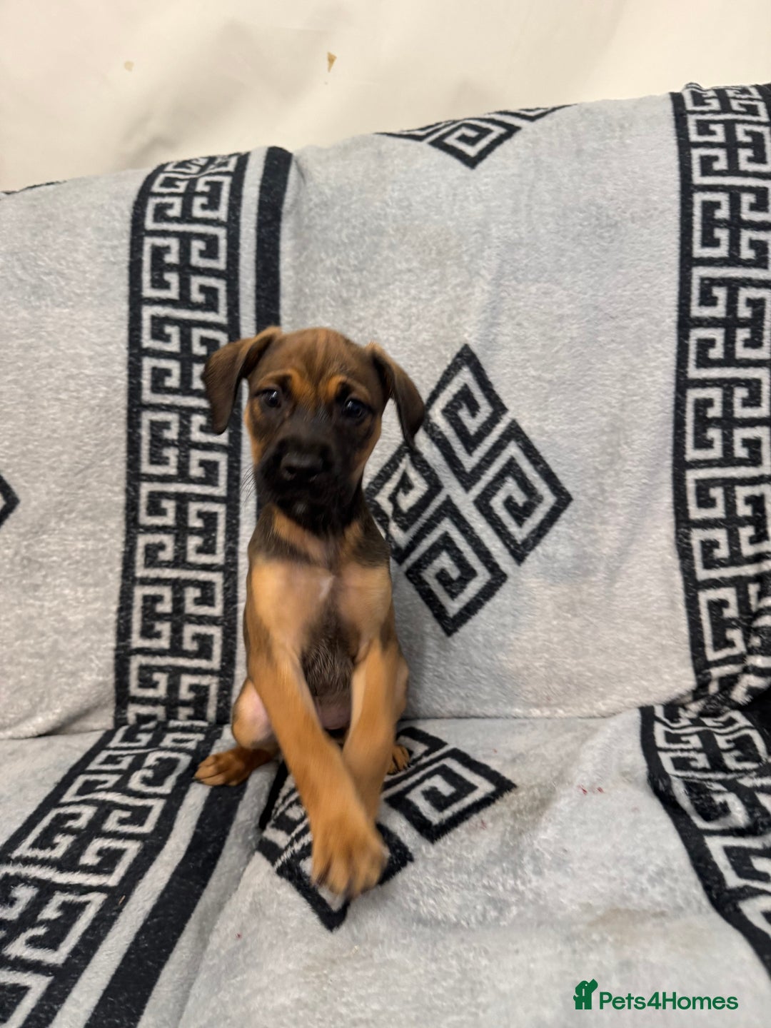 Mixed Breed dogs for sale: Beautiful Cocker spaniel cross breed puppies  - Advert 3