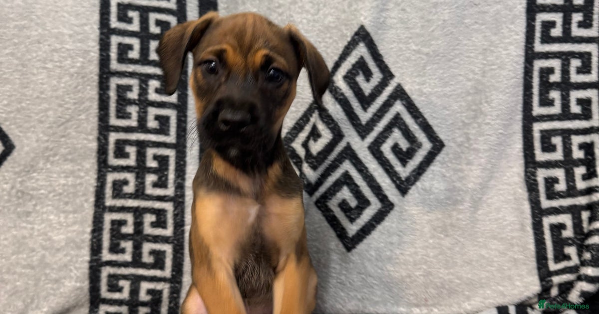 Beautiful Cocker spaniel cross breed puppies for sale in Exeter ...