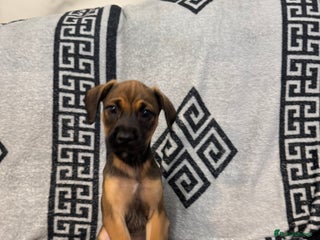 Mixed Breed dogs Beautiful Cocker spaniel cross breed puppies - Advert 1