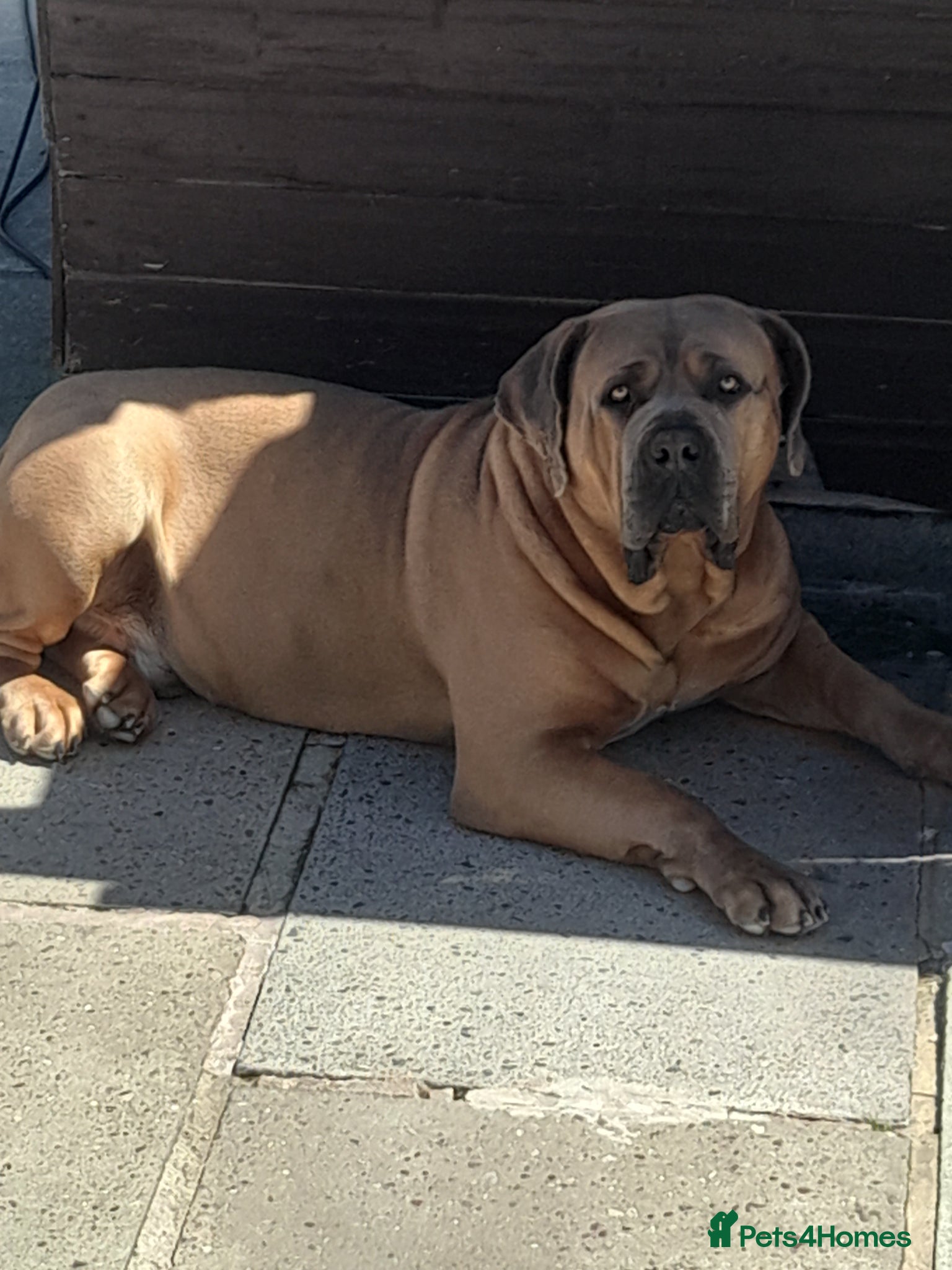 Boerboel dogs South African boerboel dog  - Advert 1