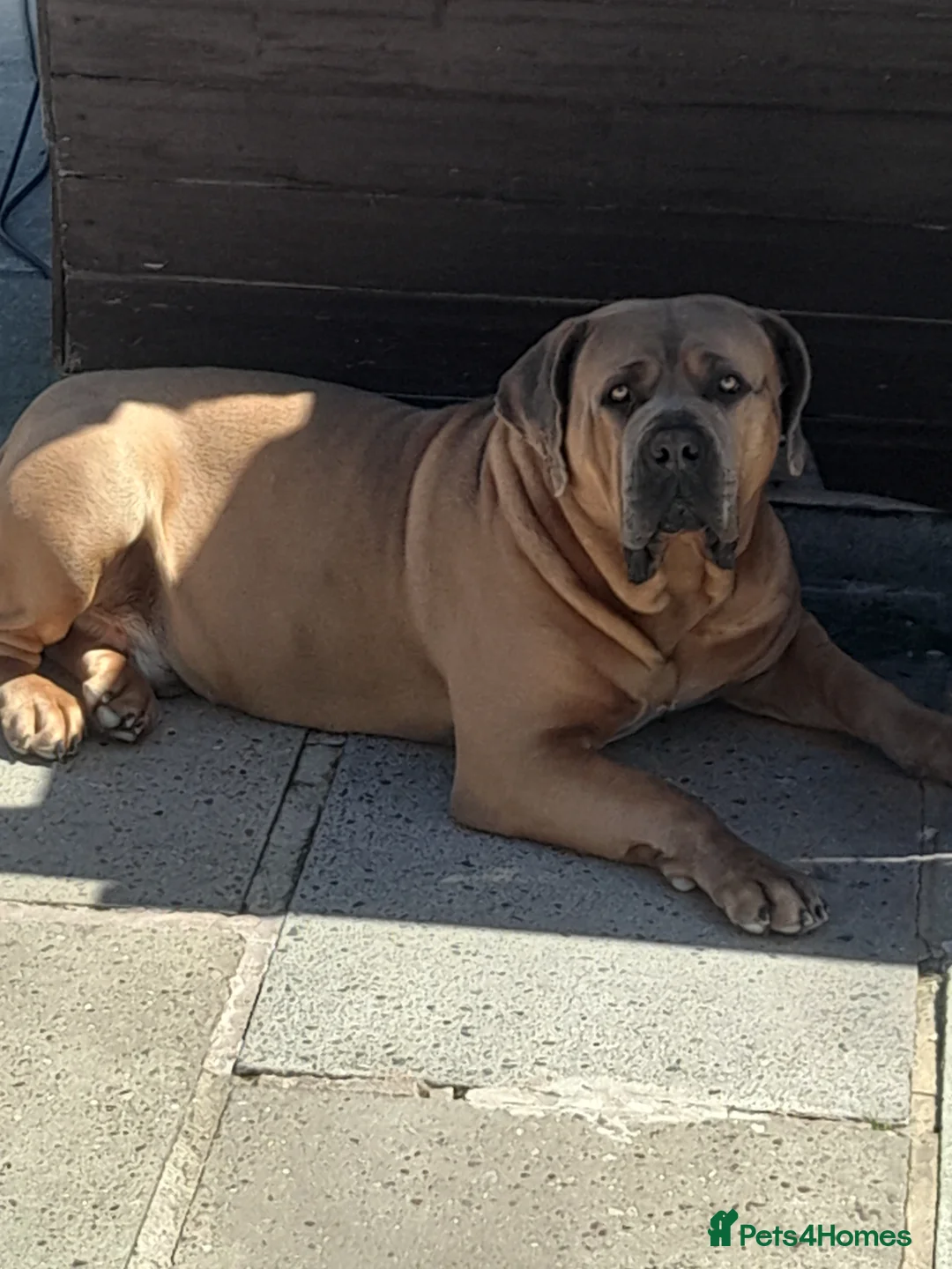 Boerboel dogs for stud: South African boerboel dog  in Wirral - Advert 1