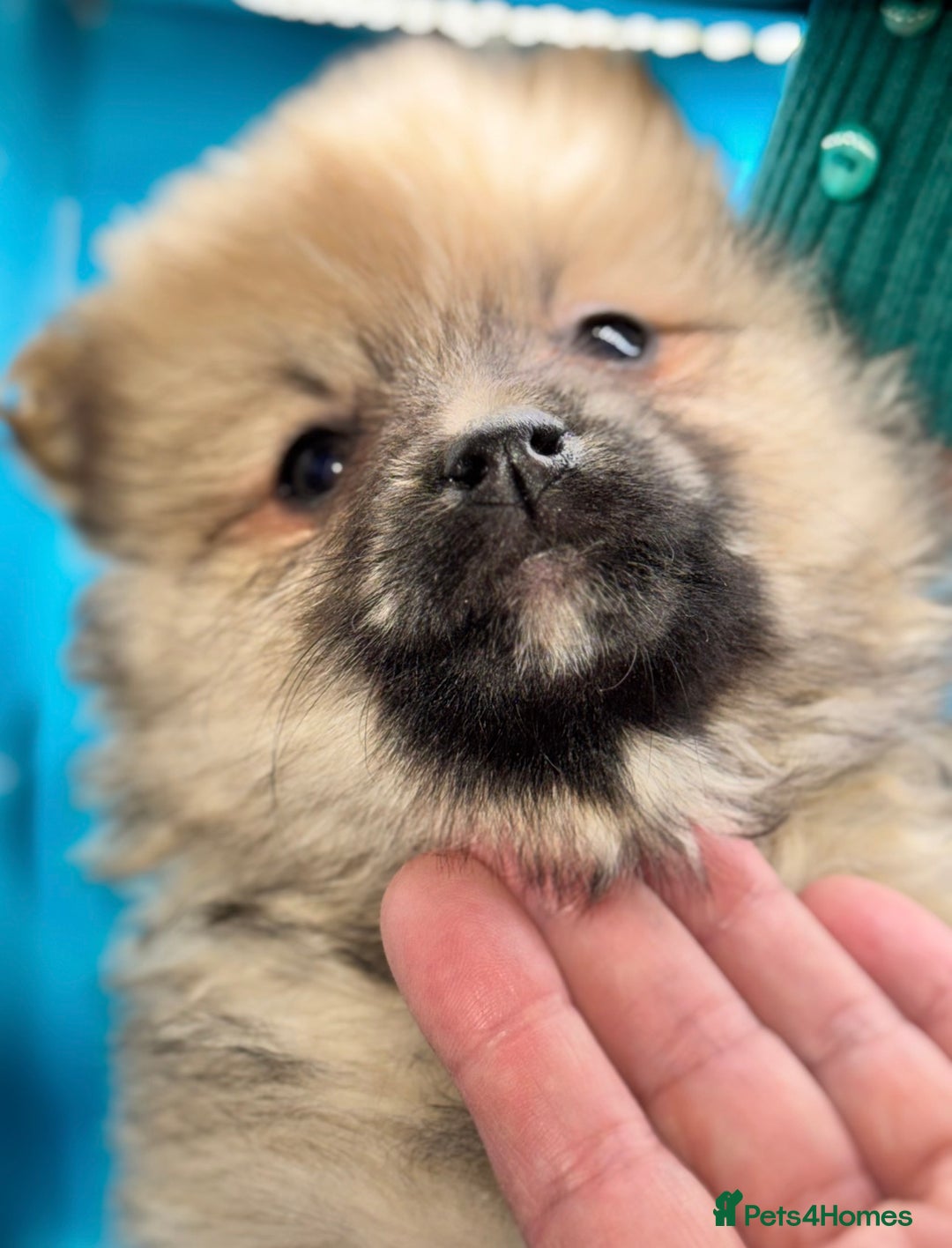 Pomeranian dogs for sale: 6 Adorable Mini/Tiny/ Fluffy Pomeranian Puppies  - Advert 23
