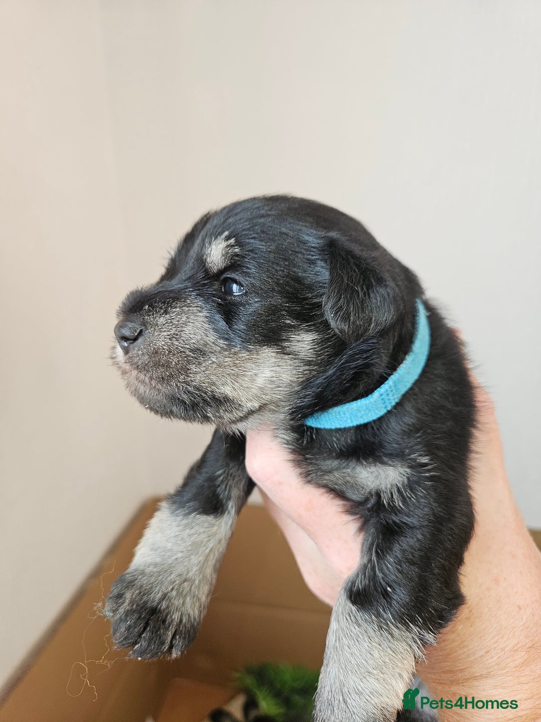 Miniature Schnauzer dogs for sale: Miniature schnauzer's due, KC, Mac, low COI - Image 34