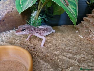 Leopard Gecko reptiles Leopard ghekos - Advert 5