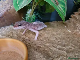 Leopard Gecko reptiles Leopard ghekos - Advert 14