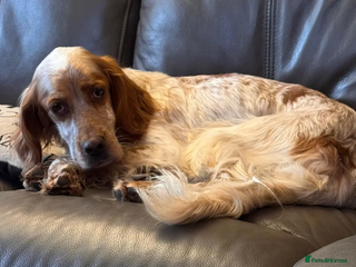 English Setter dogs Sky in Woolacombe - Advert 1