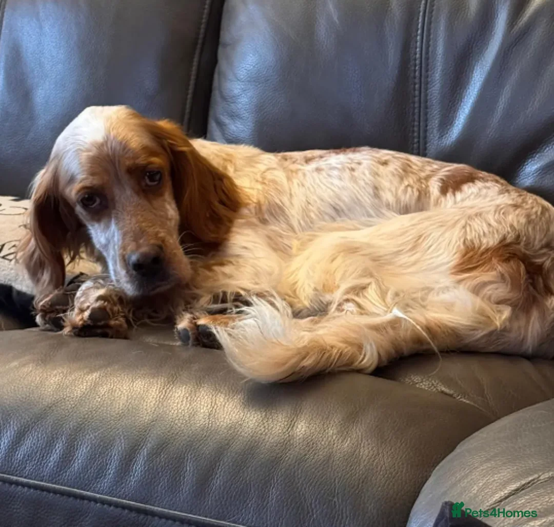 English Setter dogs for adoption: Sky   in Woolacombe - Advert 1