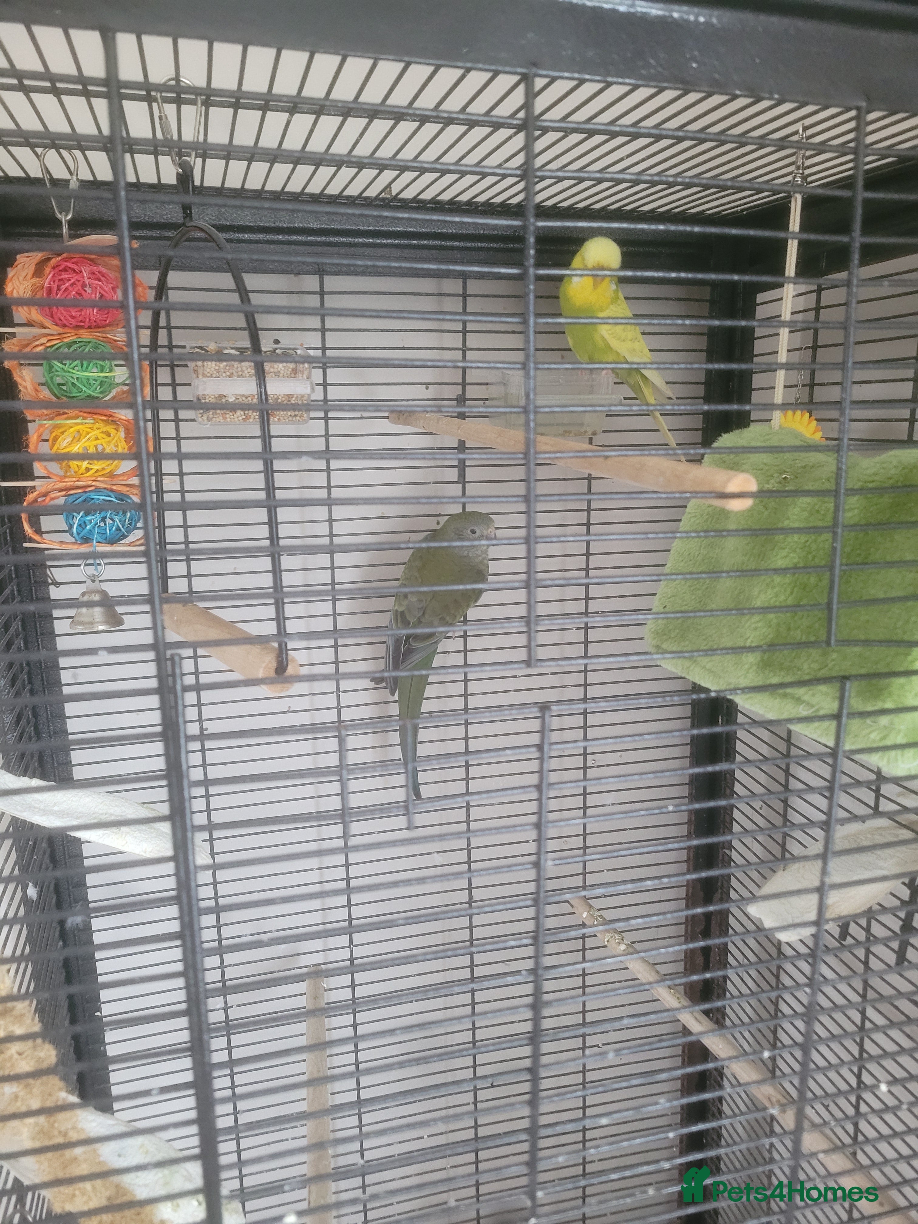 Parakeets birds Parakeets  - Advert 2