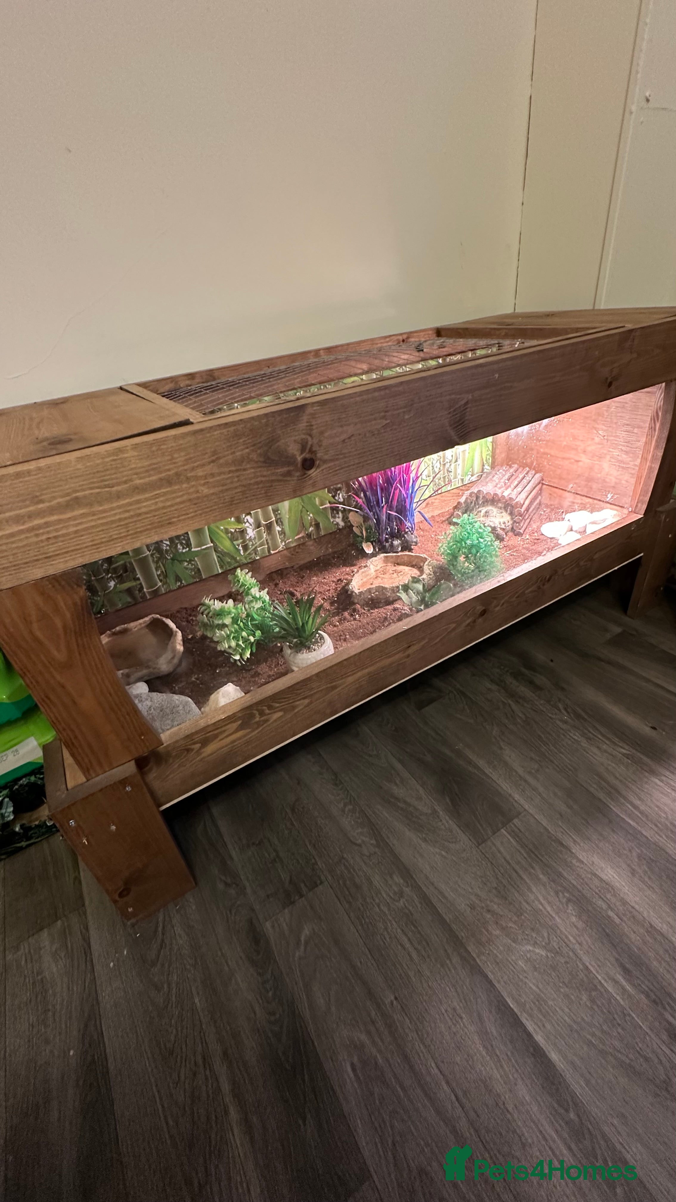 Tortoise reptiles Ted the tortoise  - Advert 17