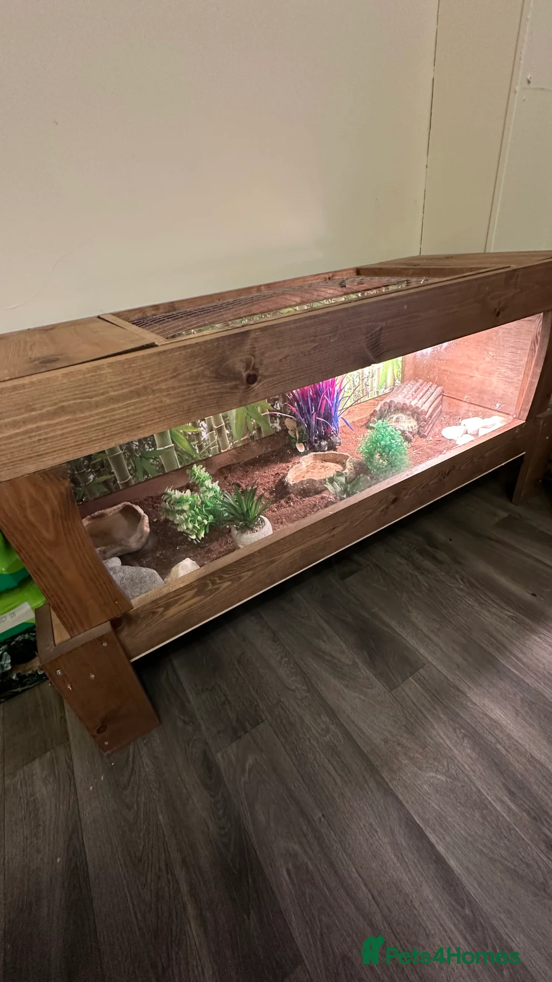 Tortoise reptiles for sale: Ted the tortoise  - Advert 1