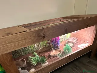 Tortoise reptiles Ted the tortoise - Advert 9