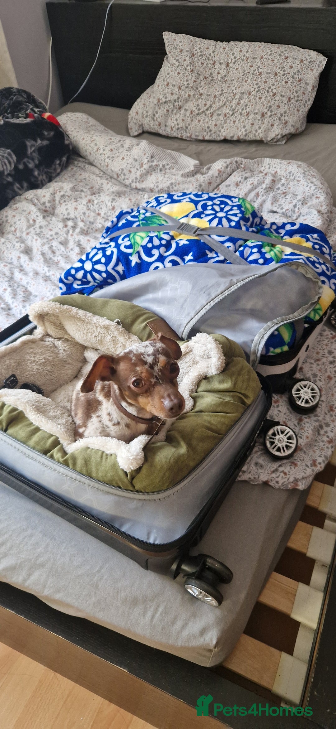 Miniature Pinscher dogs for stud: PRAGUE RATTER boy for stuf - Image 2