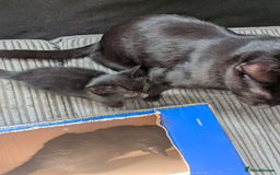 Domestic Shorthair cats for sale: 3 loveable female kittens ready mid October  - Image 8