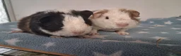 Guinea Pig rodents for sale: Teddy babies - Advert 6
