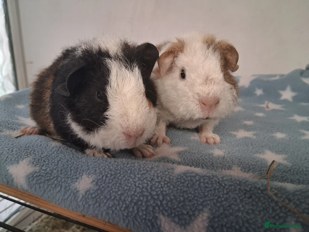 Guinea Pig rodents for sale: Teddy babies - Advert 6