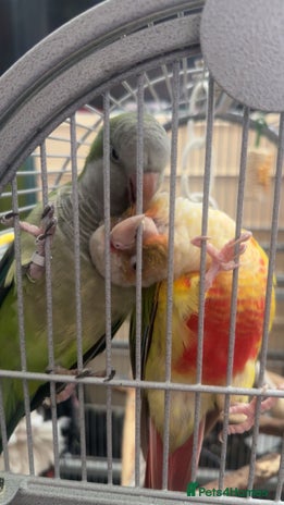 Parrots birds - Advert 5
