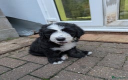 Sheepadoodle dogs for sale: Sheepadoodle puppies  in Morecambe - Image 14
