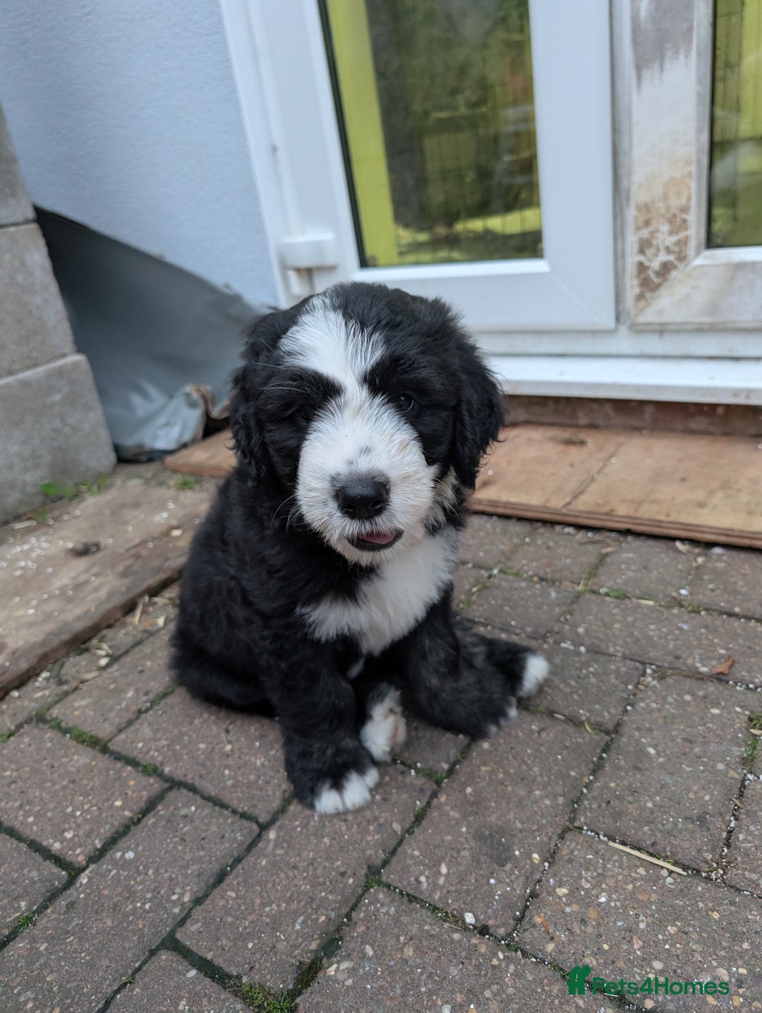 Sheepadoodle dogs for sale: Sheepadoodle puppies  in Morecambe - Image 14