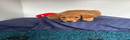 Golden Retriever dogs for sale:  Beautiful red golden retrievers 2 girls  2 boys - Advert 14