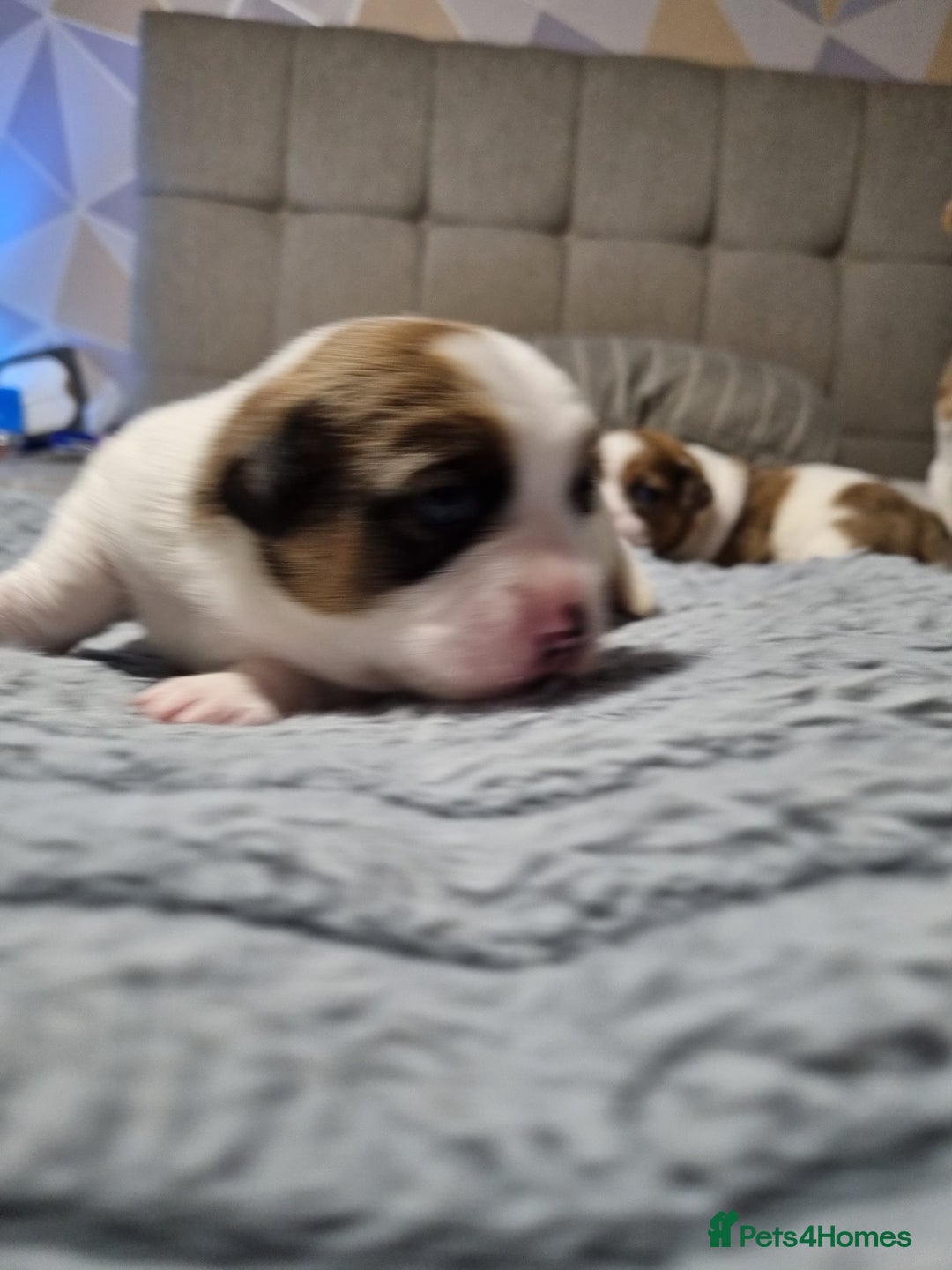 Jack Russell dogs for sale: Jack Russell X Shih Tzu Puppies - Advert 13