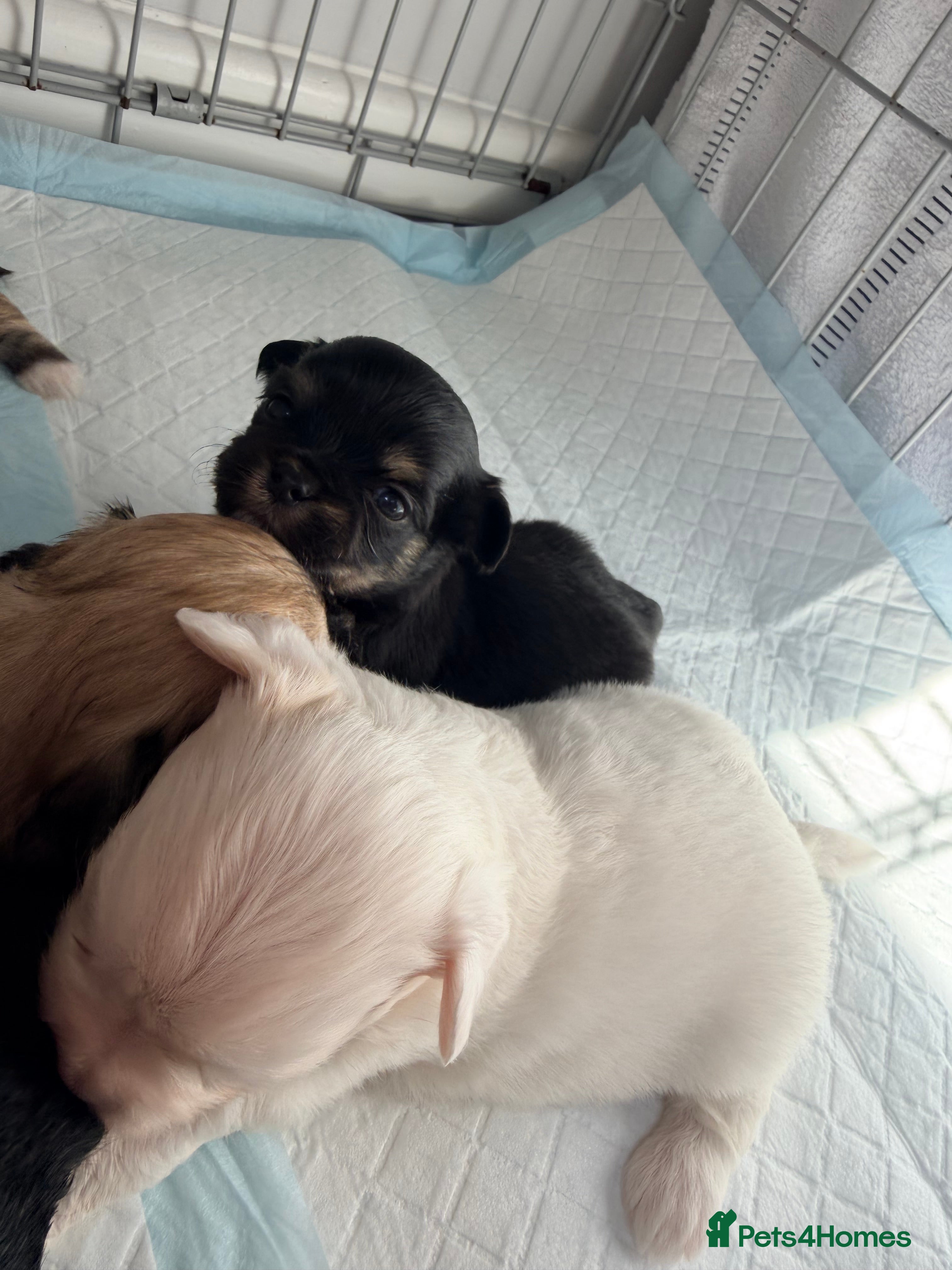 Mixed Breed dogs Tiny Malchi puppies - Advert 2