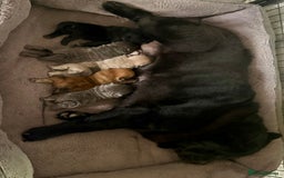 Chow Chow dogs for sale: Quality chow chow pups - Image 3