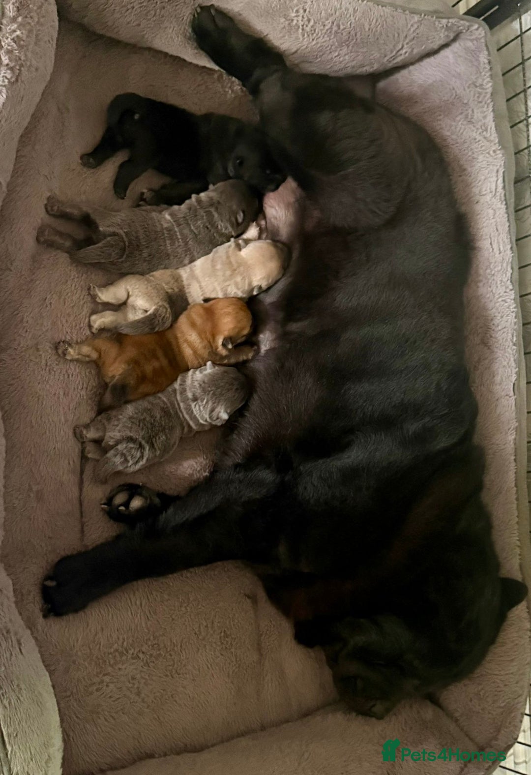 Chow Chow dogs for sale: Quality chow chow pups - Image 3