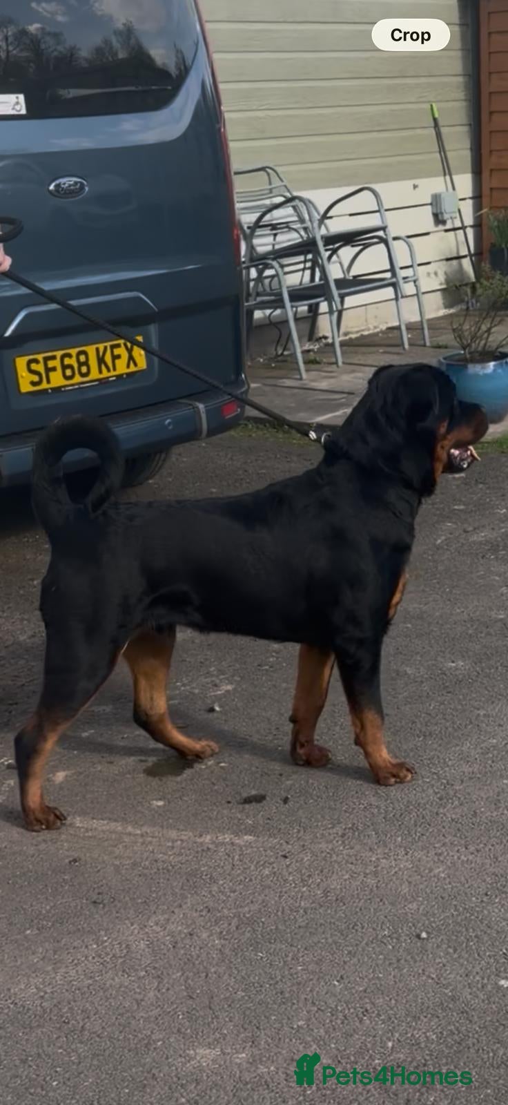 Rottweiler dogs Kc registerd rottweiler puppies - Advert 2