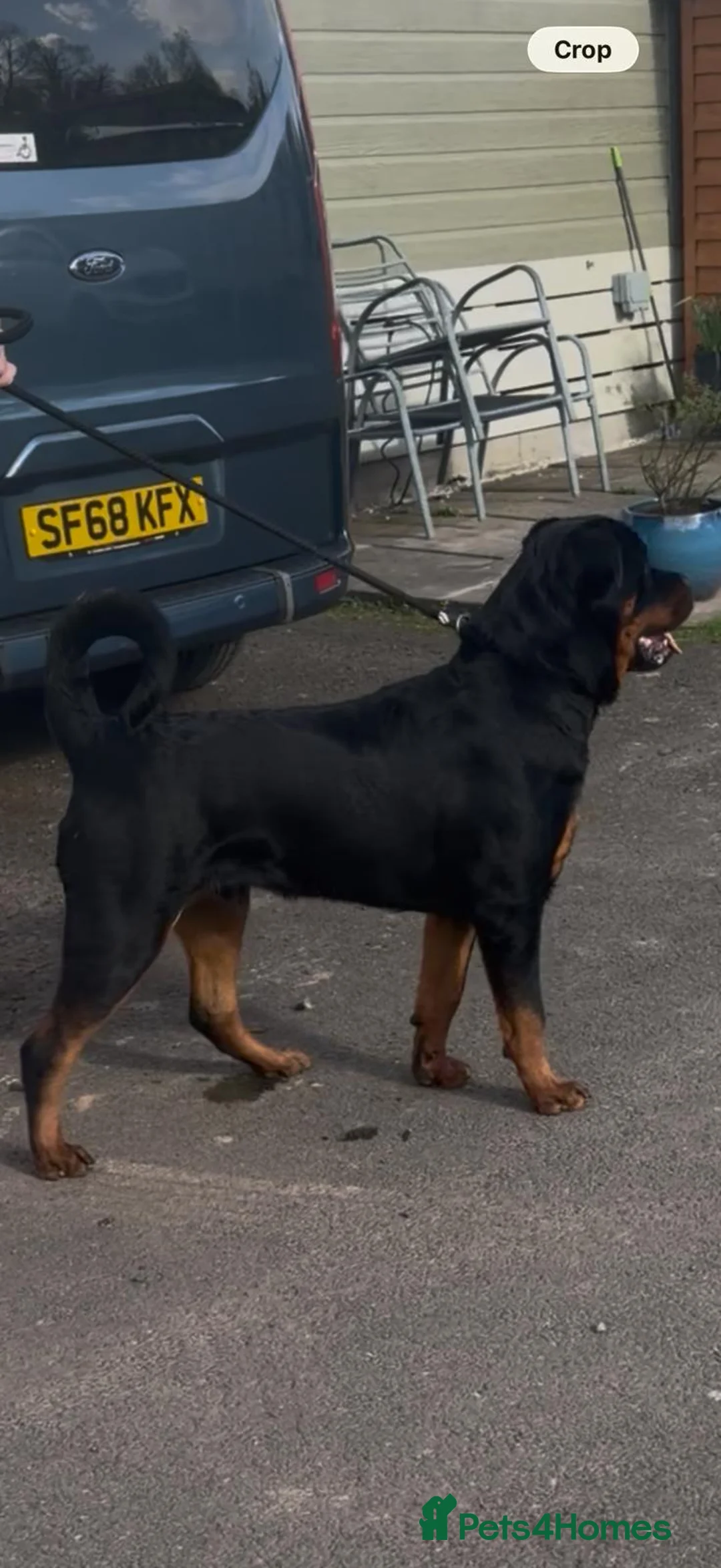 Rottweiler dogs for sale: Kc registerd rottweiler puppies - Advert 2
