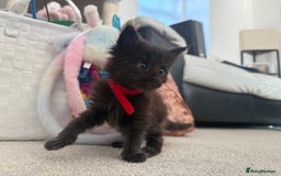 Maine Coon cats for sale: Maine Coon Kittens some polydactyl - only 2 left! - Image 28