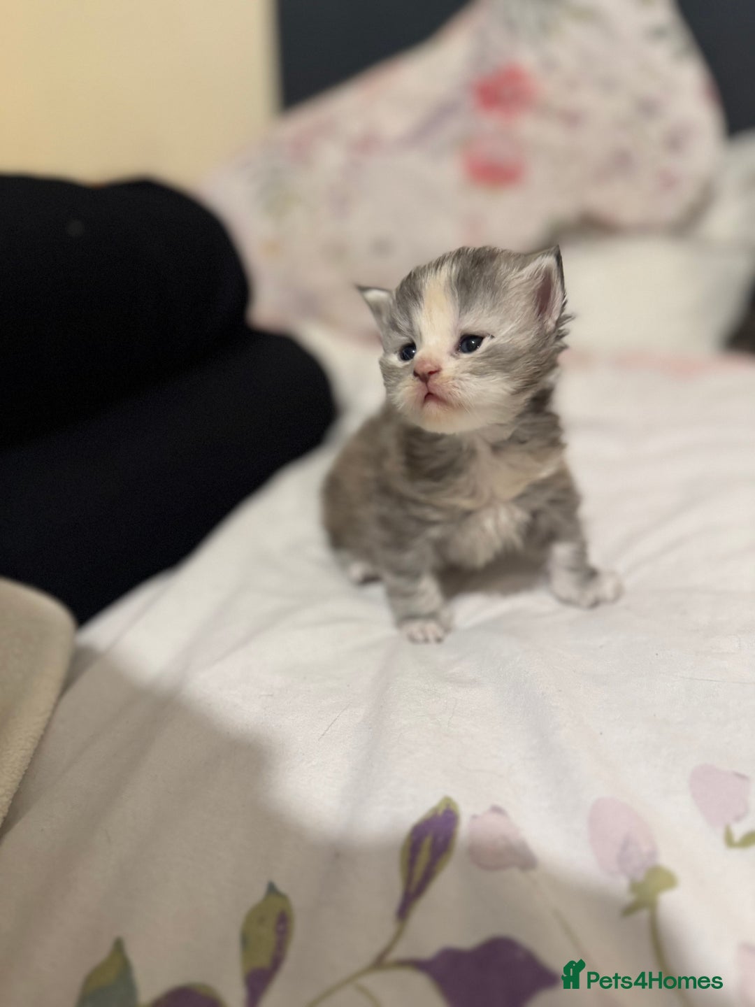 Maine Coon cats for sale: 3 week old mainecoon kittens - Advert 14