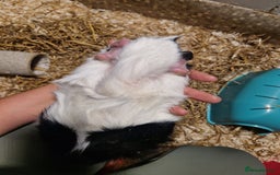 Guinea Pig rodents for sale: 2 male guinea pigs - Image 9