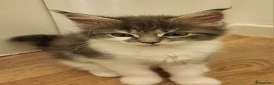 Maine Coon 4