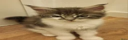 Maine Coon cats for sale: Beautiful Maine Coon Kittens – Ready at 11 Weeks!  - Advert 2
