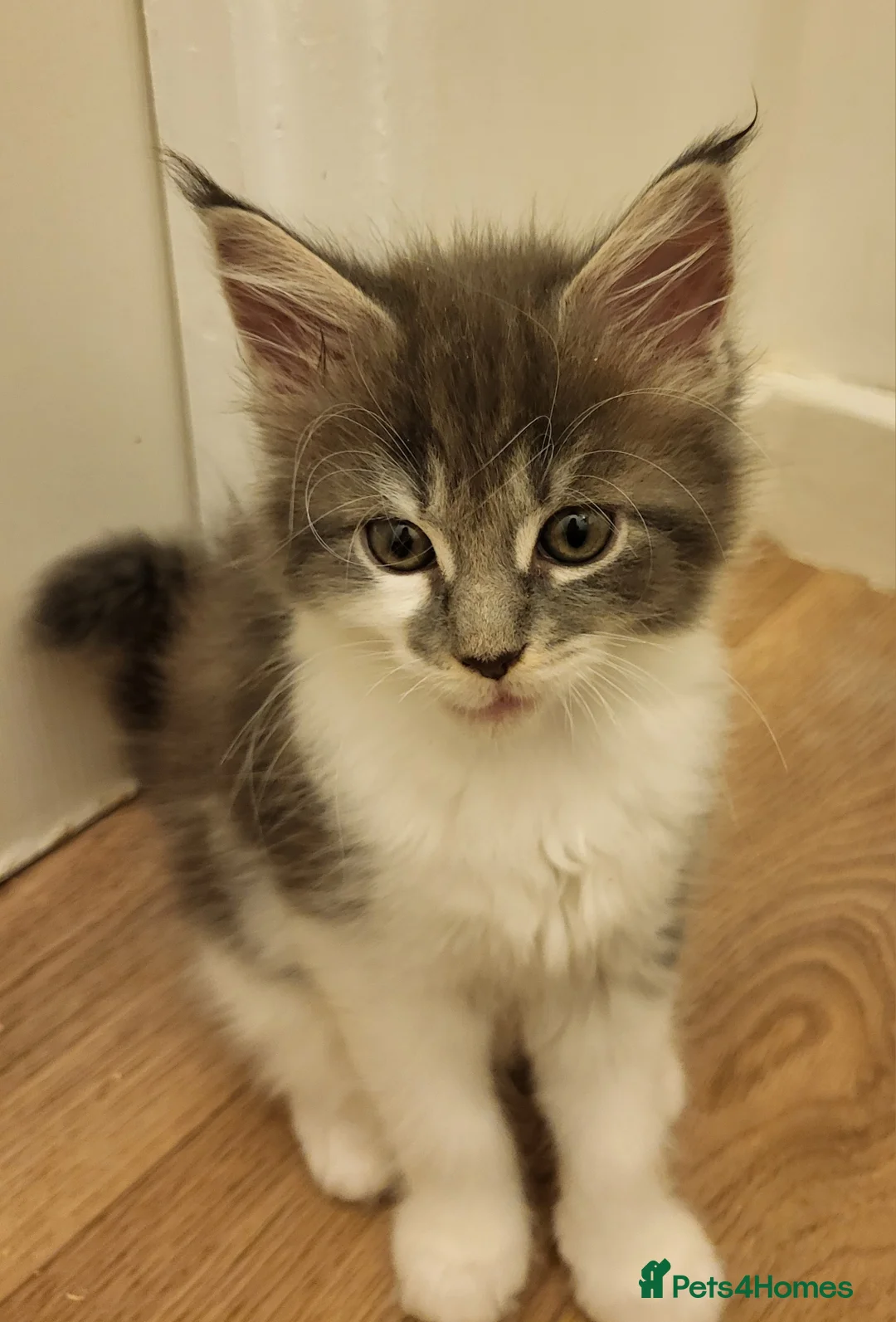Maine Coon cats for sale: Beautiful Maine Coon Kittens – Ready at 11 Weeks!  - Advert 2