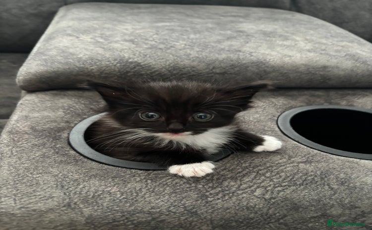Mixed Breed cats - Advert 9