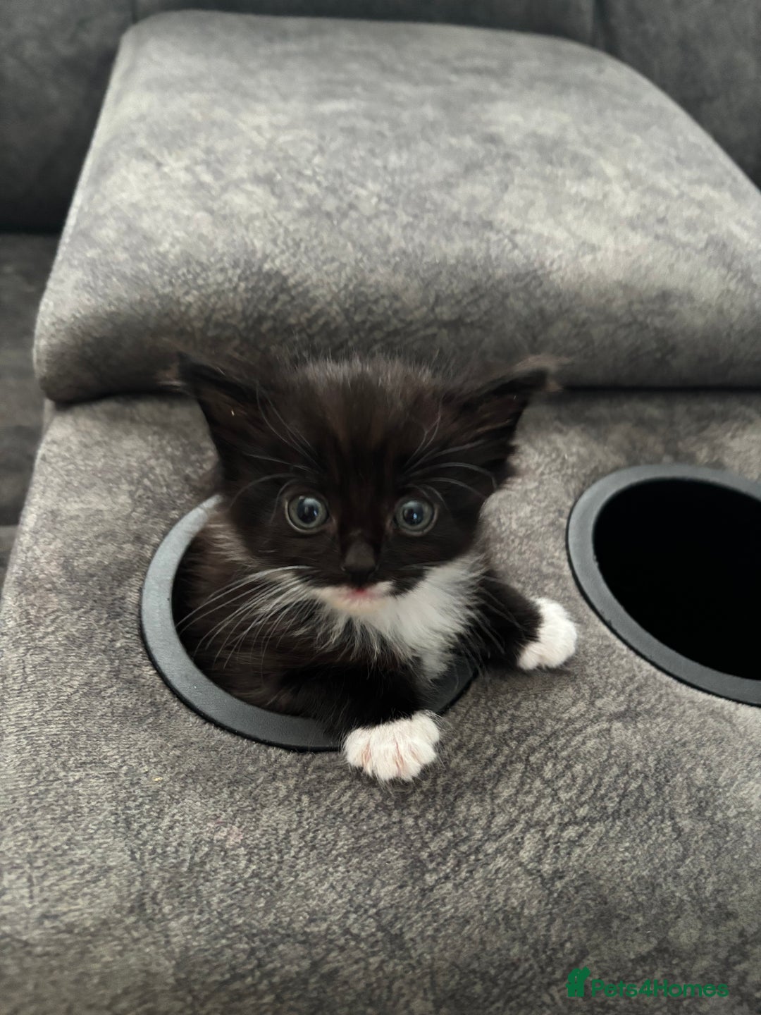 Mixed Breed cats for sale: Two beautiful Bombay/ Mainecoon kittens  - Image 1