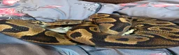 Python Snake reptiles for sale: Proven YB female ball python  - Advert 2